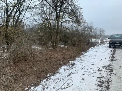 Фотоотчет о деревьях Ставропольского края: красота и величие природы