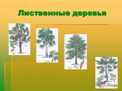 Картинки деревьев Ставропольского края: бесплатный арт на телефон.