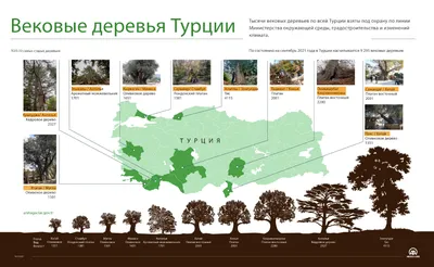 Фотки деревьев Турции в макро-съемке: красота деталей