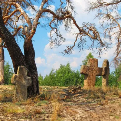 Магия украинской природы: фотографии деревьев бесплатно