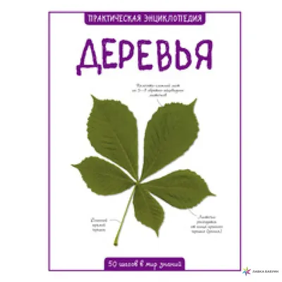 Природные сокровища: фотографии потрясающих деревьев Украины, достойные восхищения