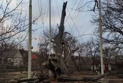 Картинки деревьев Украины во всей красе