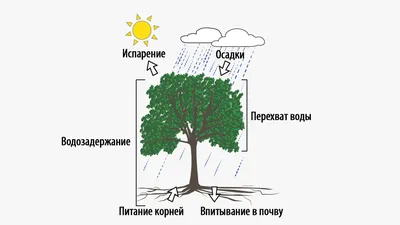 Изумительные деревья Урала во всей красе: выбирайте размер и формат