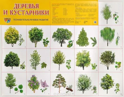 Удивительные деревья Урала: величественные и впечатляющие изображения