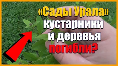 Фотографии деревьев Урала для iOS устройств