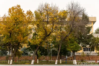 Фотоэкскурсия по деревьям Узбекистана: увидьте природу с новой, захватывающей стороны