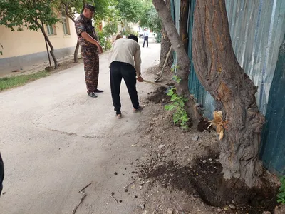 Живые скульптуры природы: фото деревьев Узбекистана, которые оставят вас восхищенными