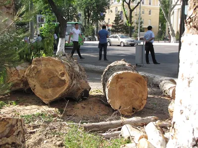 Уникальное дерево Узбекистана на фото: редкое явление в мире природы