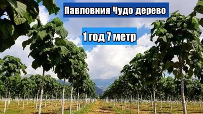 Природные сокровища Узбекистана: потрясающая красота деревьев