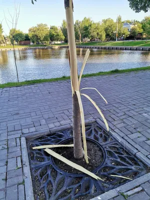 Удивительные снимки деревьев в Астрахани: доступны для загрузки в HD, Full HD, 4K