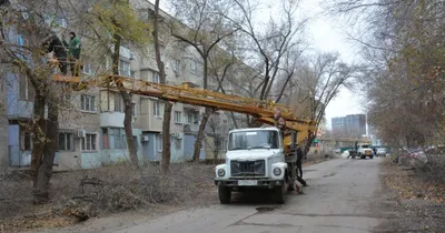 Красивые картинки деревьев в Астрахани: бесплатное скачивание в различных форматах