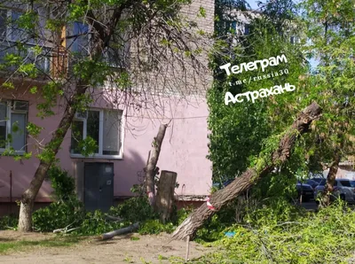 Уникальные обои с изображениями деревьев в Астрахани: выбирайте подходящий формат