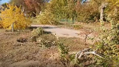 Фотогалерея деревьев в Астрахани: скачать бесплатно в различных разрешениях