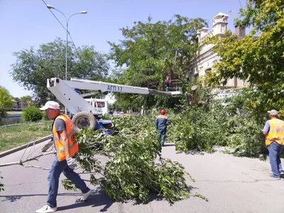 Чудо природы: фотографии деревьев в окрестностях Астрахани