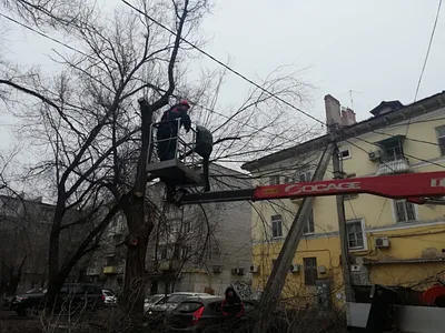 Природные архитекторы Астрахани: фотогалерея деревьев