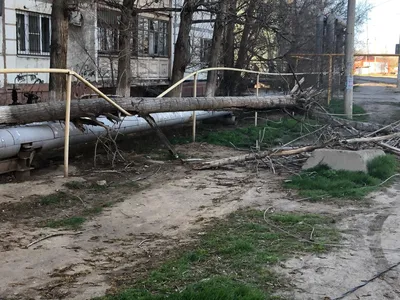 Качественные фотографии деревьев в Астрахани