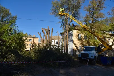 Разнообразие природы в фото: деревья в Астрахани