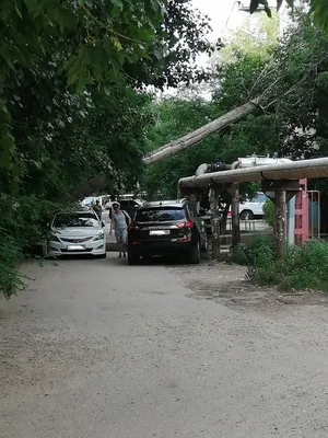 Фотография деревьев в Астрахани: природные шедевры региона