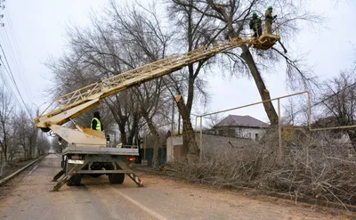 2024 год: скачать бесплатные фото деревьев в Астрахани