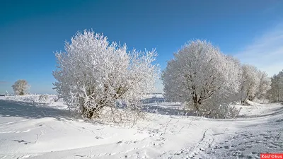 Ледяным облаком: фотографии деревьев в инее в высоком разрешении