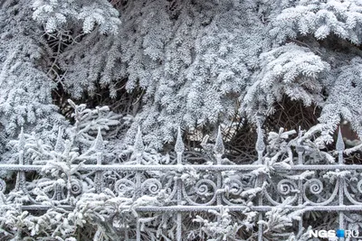 Замерзшая красота природы: фото деревьев, украшенных инеем