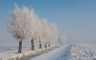 Фотография с деревьями в инее