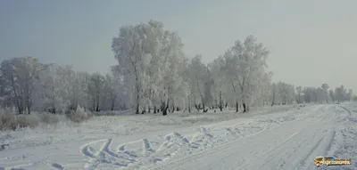 Рисунок деревьев в инее