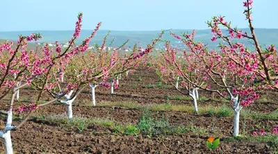 Весенние деревья на фото: вдохновение и красота