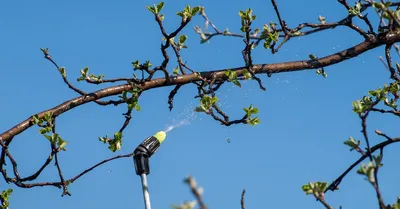 Весенние деревья на фото: красота природы в каждом кадре