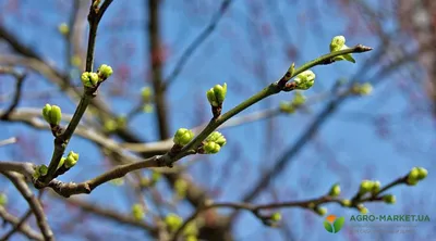 Деревья весной: фотографии, которые вдохновляют на прогулку