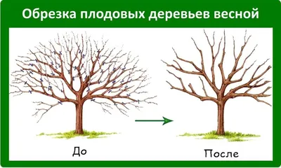 Деревья весной: фотографии, которые заставляют задуматься