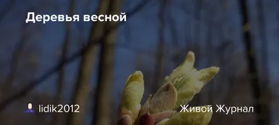 Фото деревьев весной: красота природы в одном кадре