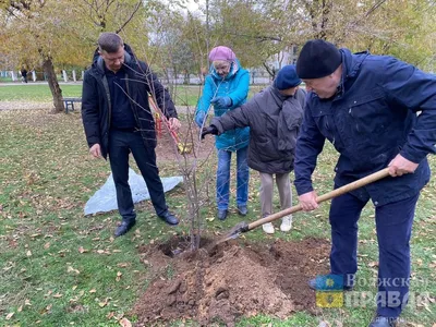 Качественные снимки деревьев: JPG и PNG форматы для скачивания