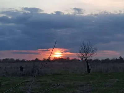 Уникальная флора: деревья в объективе камеры