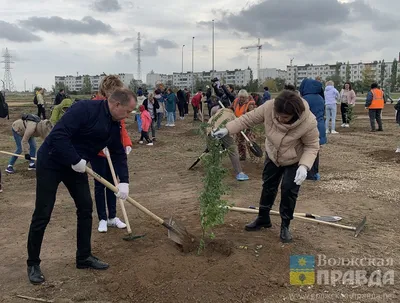 Необычные древесные артефакты Волгоградской области - фотогалерея