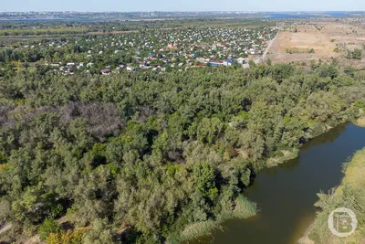 Фото деревьев Волгоградской области в 4K разрешении