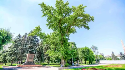 Потрясающие фоны деревьев: скачивайте бесплатно в хорошем качестве