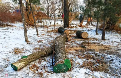 Фото деревьев Волгоградской области в JPG формате