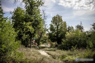 Фото деревьев Волгоградской области: природная красота в HD качестве