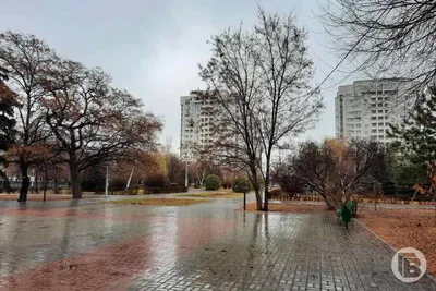 Фотки деревьев Волгоградской области: нежные рисунки природы