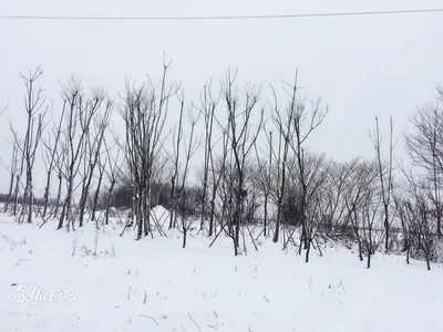 Волшебные деревья зимой: запечатленная красота