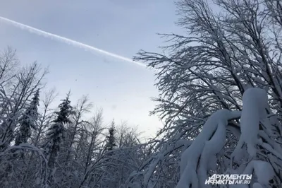 Загружайте фотографии деревьев зимой бесплатно