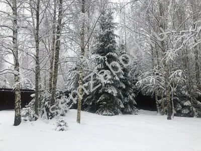 Самые лучшие фотографии деревьев зимой