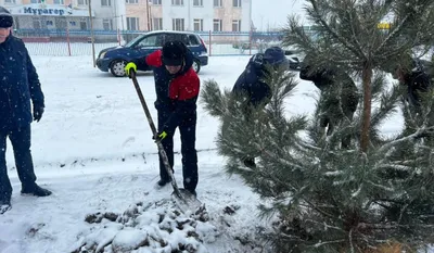 Превосходные арт-картины деревьев зимой