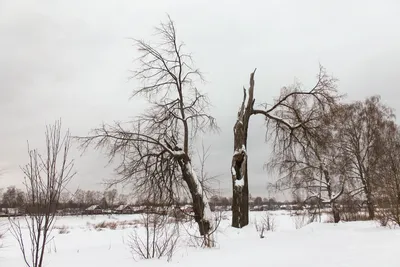 Фото на айфон с изображением зимних деревьев: скачать HD обои бесплатно