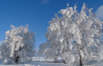 Зимние деревья в фотографиях: HD рисунки на фон арт