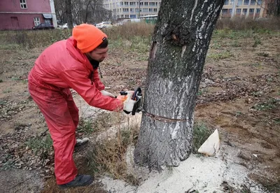 Обои на рабочий стол с фото деревьев: вдохновение каждый день