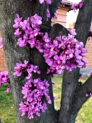 Фотография багрянника в хорошем качестве - прикоснитесь к природе.