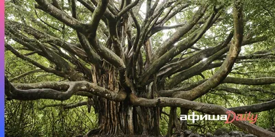 Фотография завораживающего дерева баньян в обои на рабочий стол