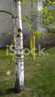 Легкость и грация: Фотография березы, словно танец